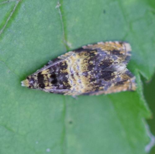 Réf. 334 629 : Celypha aurofasciana